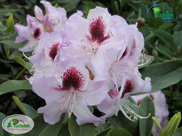 Rhododendron Gundula
